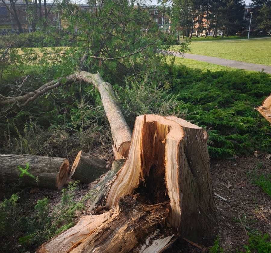 Park u Společenského domu v Otrokovicích prochází obnovou a novou výsadbou