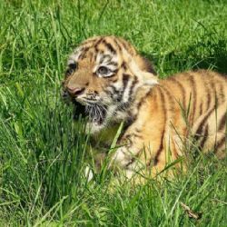 Zlínská zoo slaví: Tygří mládě roste a prospívá