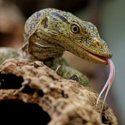 Mladí varani plodožraví v Zoo Plzeň rychle rostou, už měří přes půl metru