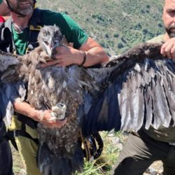 Pražská samice orlosupa Alhorí byla vypuštěna v Sierra Nevadě. Do přírody míří s GPS vysílačkou