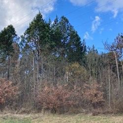Arboretum Sofronka bude od 16. do 31. března uzavřeno kvůli prořezu a kácení