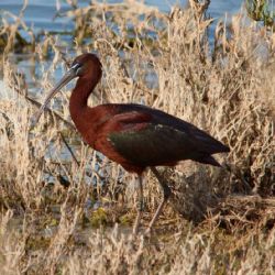 Ibis hnědý se vrátil do Česka, dva ptáci byli zastřeleni u Velké Choryně
