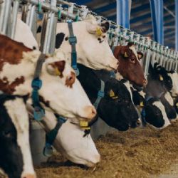 Jihočeští farmáři vedou v chovu skotu a ovcí