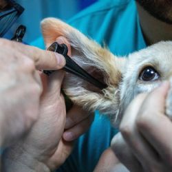Plzeň plánuje nonstop veterinární pohotovost na Nové Hospodě. Start do poloviny roku