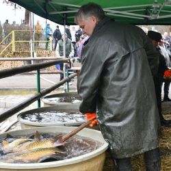 Plzeň zve na velikonoční prodej živých ryb. U sádek Košinář bude kapr, amur i štika