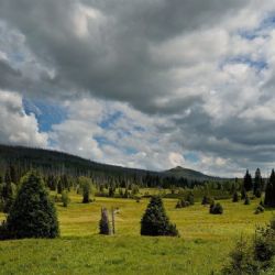 Plzeňský kraj patří mezi nejzelenější regiony Česka. V lesích je druhý v republice