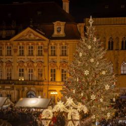 Praha hledá vánoční strom pro Staroměstské náměstí. Tipy mohou lidé posílat do 15. září