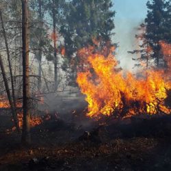 Pražští hasiči řešili v létě 84 požárů porostů. V Česku jich bylo přes 1 600