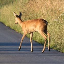 Silnice, lesy i pole ožívají. Jaro vrací do kraje zvířata i zvýšené riziko pro řidiče