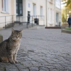 U Apolináře vznikl spor o krmení toulavých koček. Nemocnice zákaz hájí hygienou, petici podepsalo přes pět tisíc lidí