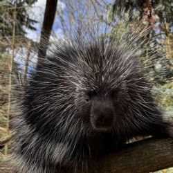 Urzoni kanadští se po téměř 15 letech vrátili do Zoo Plzeň, samec je v karanténě