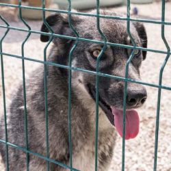 Útulek Bouchalka v Buštěhradu zůstává pod kontrolou veterinářů