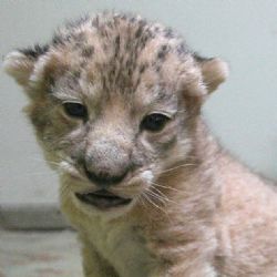 Vzácný lev Berberský v Hodonínské zoo