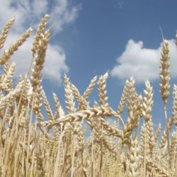 Zemědělcům v Plzeňském kraji se dařilo, výnosy plodin v roce 2025 výrazně stouply