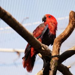 Zoo Ostrava poprvé odchovala eklektuse papuánského, samec se stal vzorným rodičem