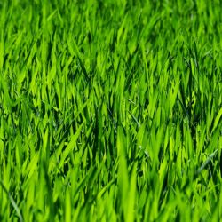 Chytré zavlažování parků v Praze 2 se vyplácí, radnici přináší významné úspory