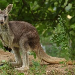 Plzeňská zoo poprvé chová klokany horské. Jedna ze samic přivezla i mládě