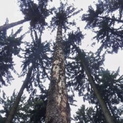 Sucho a horko oslabují lesy na Vysočině. Smrčiny mají zvýšené riziko kůrovce