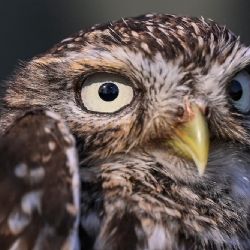 Úherce chtějí vrátit sýčka do krajiny, pomůže nová vypouštěcí voliéra