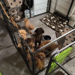 Veterináři odebrali z nevhodného chovu 153 psů. Případ už řeší i policie