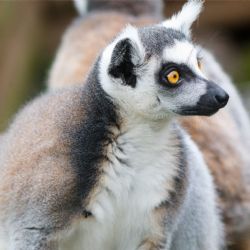 Zoo Plasy pořádá veřejnou sbírku na tepelné čerpadlo pro exotické expozice
