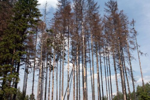Foto: Cetechovice volají po zásahu proti kůrovci v lesích
