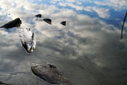 obrázek:Firma Energoaqua dostala pokutu 5 milionů za otravu Bečvy