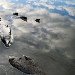 Firma Energoaqua dostala pokutu 5 milionů za otravu Bečvy