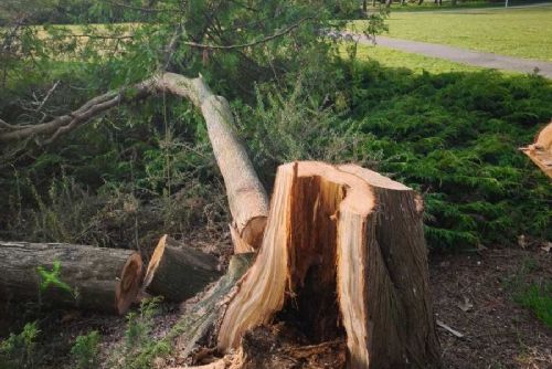 obrázek:Park u Společenského domu v Otrokovicích prochází obnovou a novou výsadbou